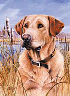 Yellow Lab Flags